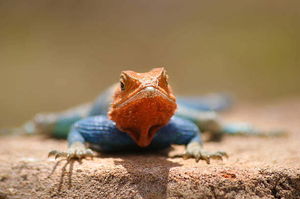 Agama Lizard In Tsavo National Park